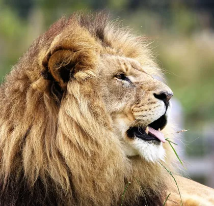 León macho de perfil