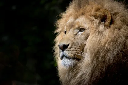 Portrait of a Male Lion