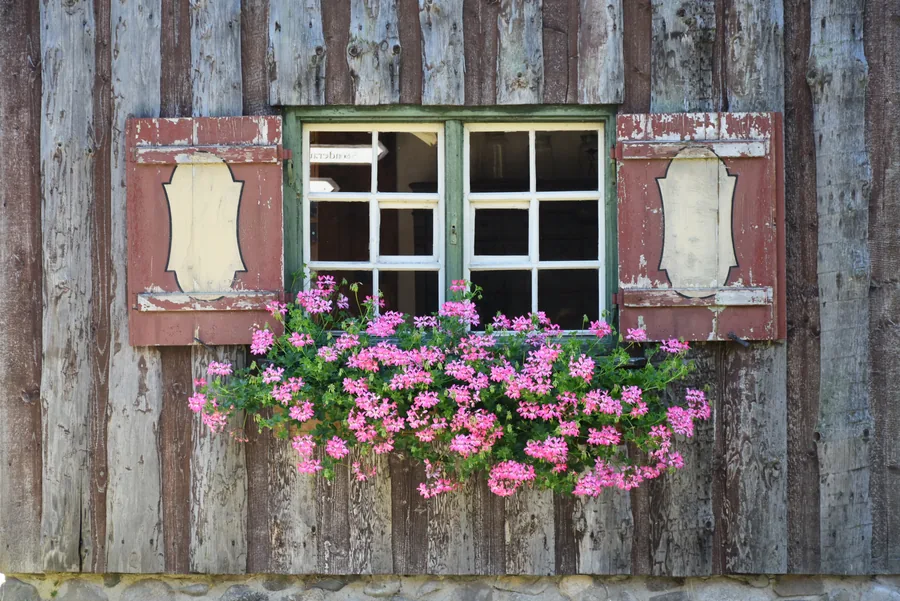 Flores rosas bajo una ventana con contraventanas