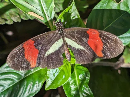 Red Banded Butterfly