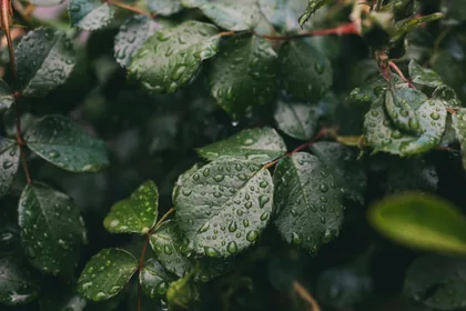 Rain on the Leaves