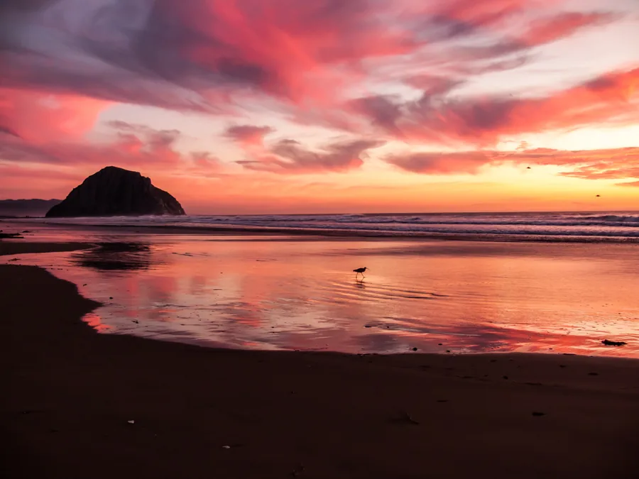 Correlimos al atardecer