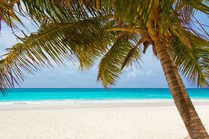 Palm Over a Turquoise Sea