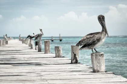 Pelicans on the Pier Posts