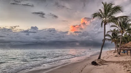 Palms at the Water's Edge