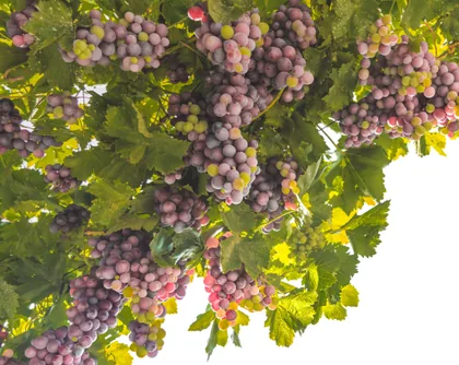 Bunches of Ripening Grapes