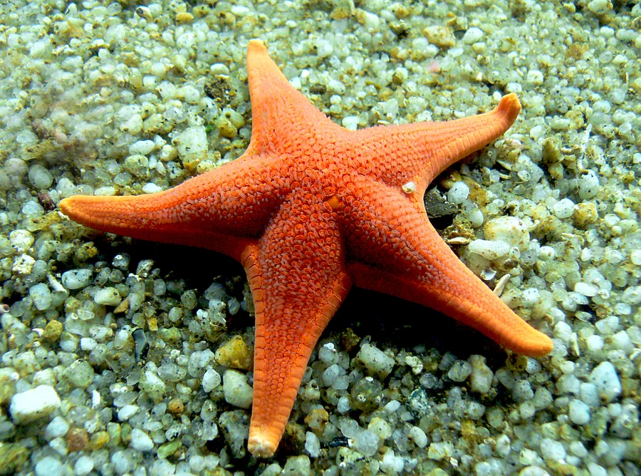 Orange Starfish on Pale Gravel