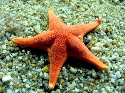 Orange Starfish on Pale Gravel