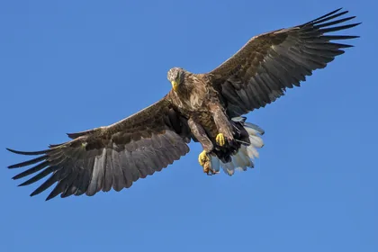Eagle in Flight Against Blue Sky