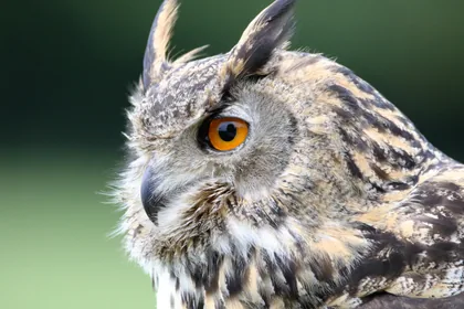 An Eagle Owl in Profile