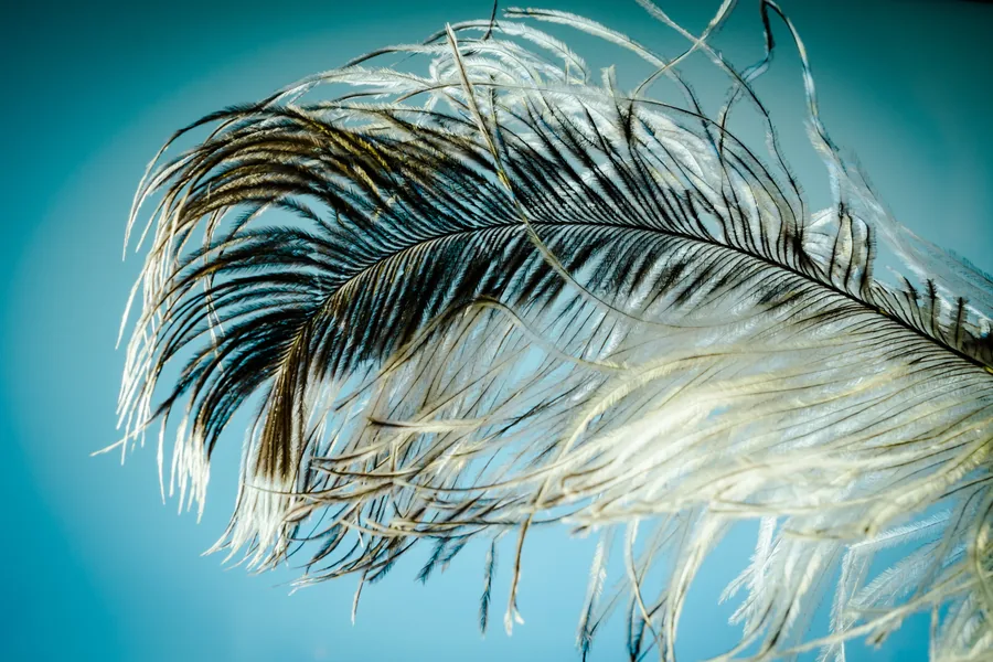 Plume Feather on Blue