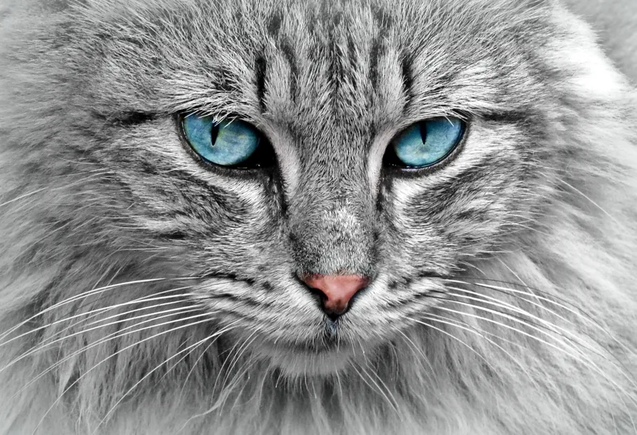 A Cat with Blue Eyes