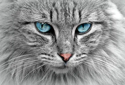 A Cat with Blue Eyes