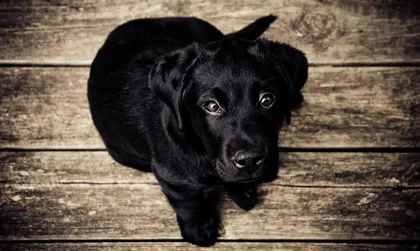 Un cachorro sobre el piso de tablas
