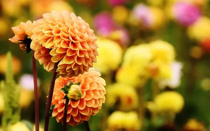 Orange Dahlias in a Flower Bed
