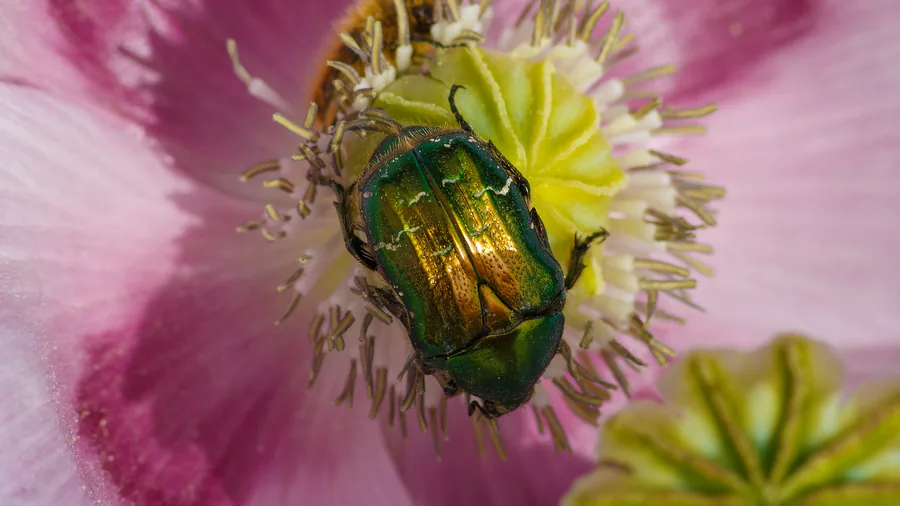 Ein grüner Käfer in einer rosa Mohnblüte