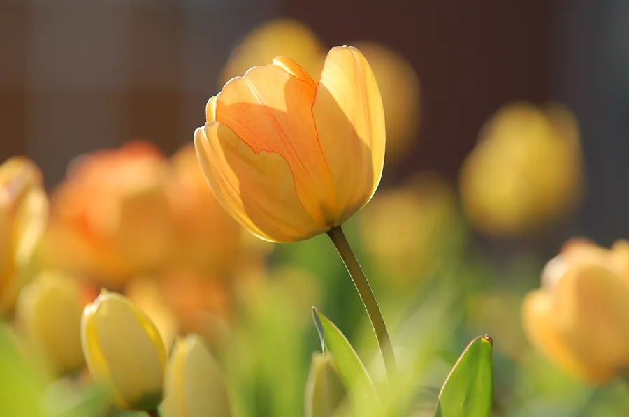 A Tulip in Sunlight