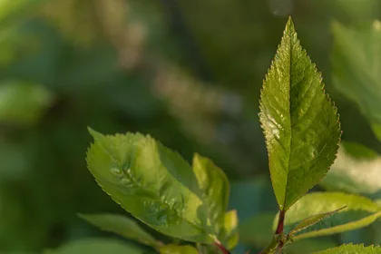 Jonge groene bladeren