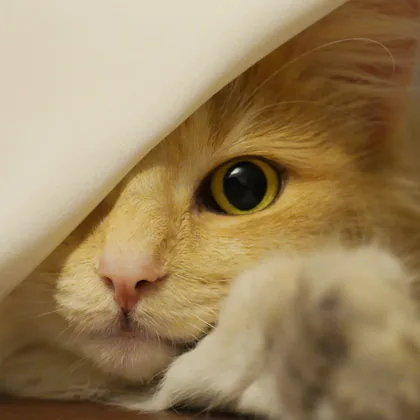 A Ginger Cat Under a Sheet