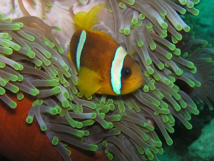 Clownfish Among Anemone Tentacles