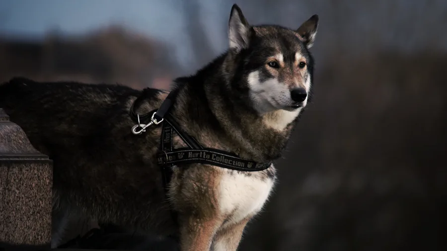Hund im Geschirr in der Dämmerung