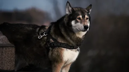 Dog in a Harness at Dusk