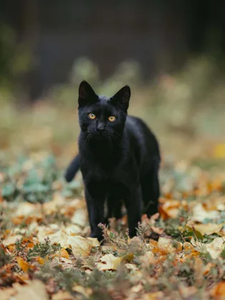 Gato negro entre las hojas caídas