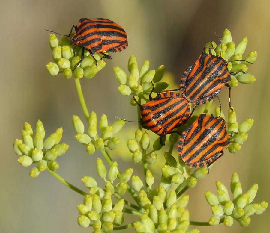 Four Striped Bugs on Yellow Buds
