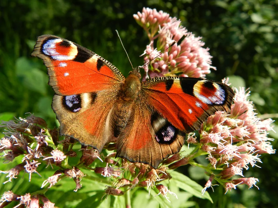 Peacock Butterfly on Pink Flowers