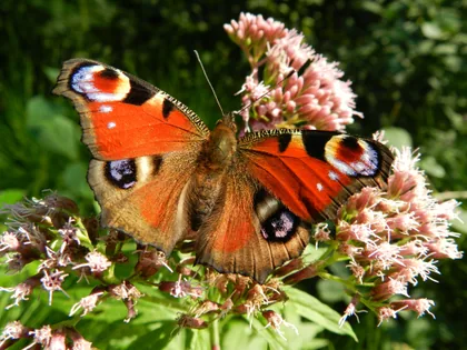 Peacock Butterfly on Pink Flowers