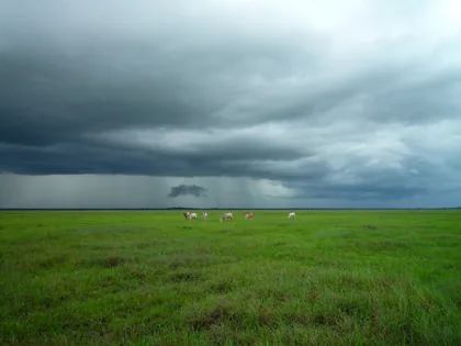 Gado sob um céu de tempestade