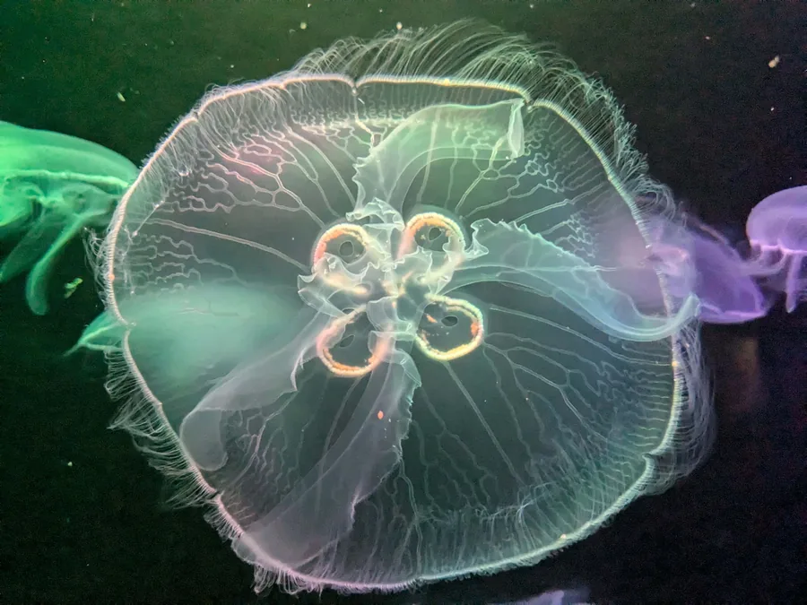 Translucent Jellyfish in Green and Purple Light