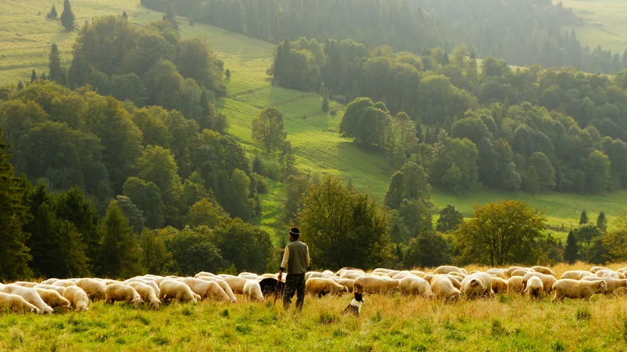 A Shepherd and His Flock