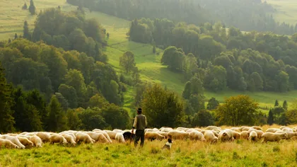 A Shepherd and His Flock