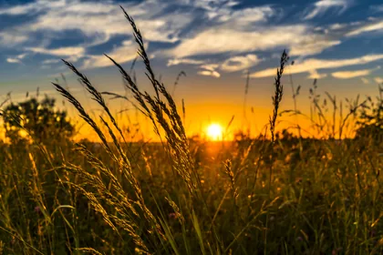 Tall Grasses Against a Low Sun