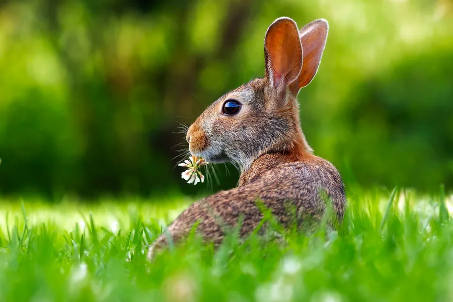 A Rabbit in the Clover