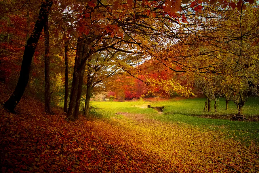 Feuilles mortes dans un bois d'automne