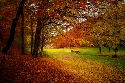 Fallen Leaves in Autumn Woodland