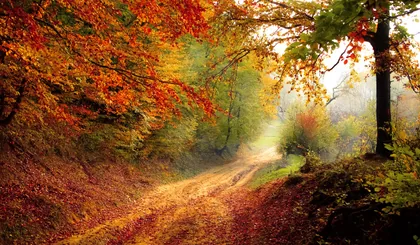 A Woodland Track in Autumn