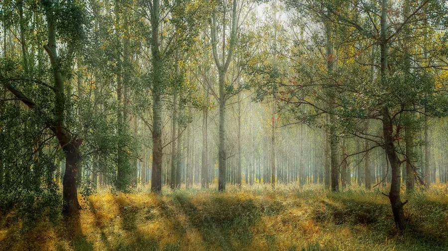 Morning Light in the Woods