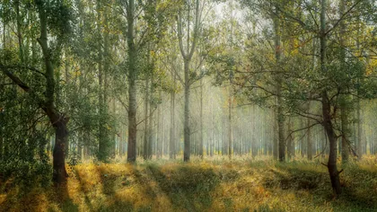 Morning Light in the Woods