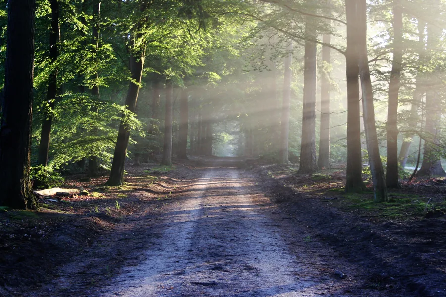Raggi di sole su un sentiero nel bosco