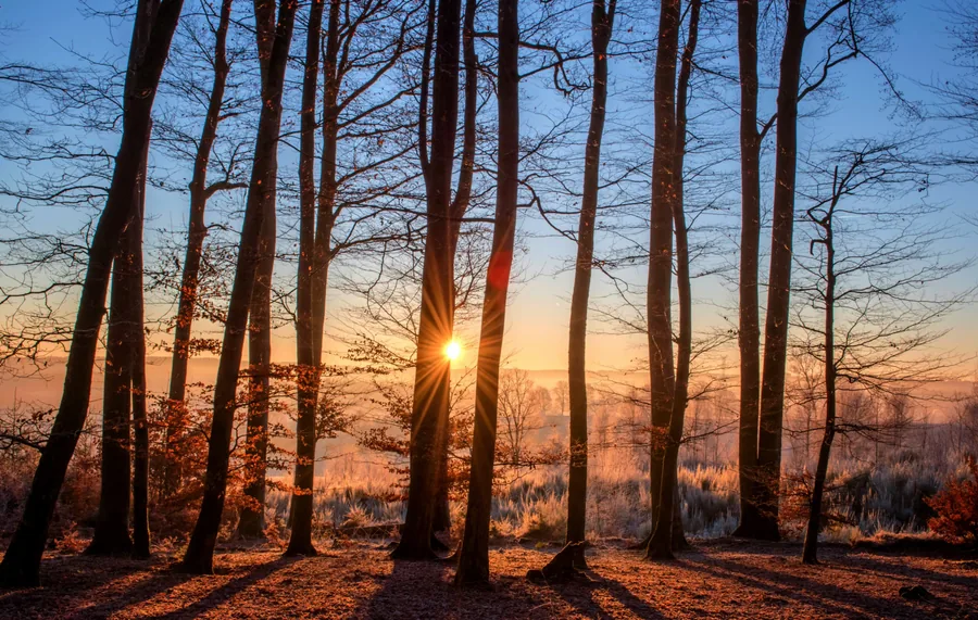 Sun Through Bare Winter Trees