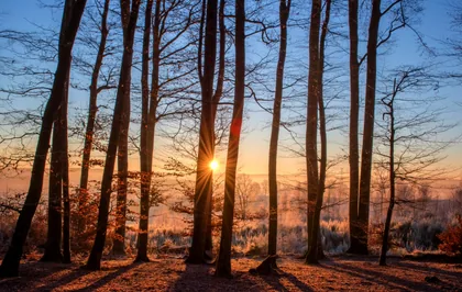 Sole tra gli alberi spogli d'inverno