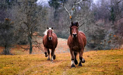 Dos caballos en el pasto