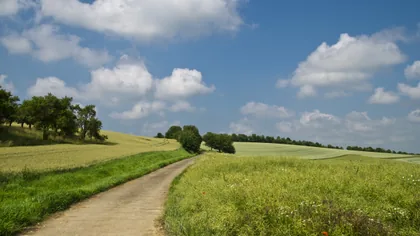Country Lane Between Green Fields