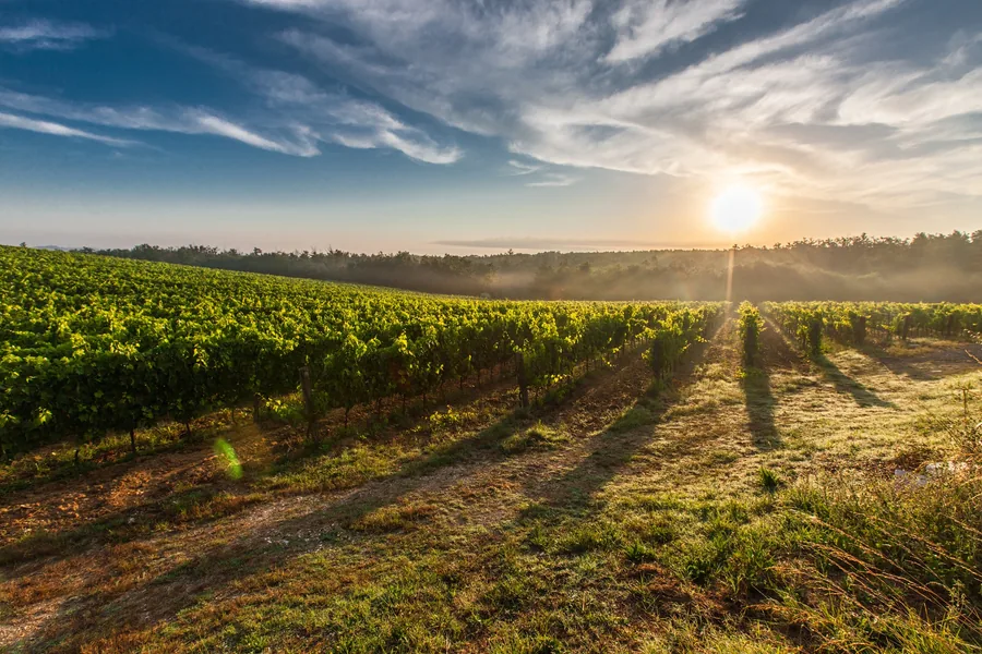 Vineyard Rows in Low Sunlight
