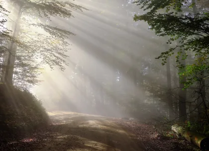 Raggi di sole su una strada nel bosco