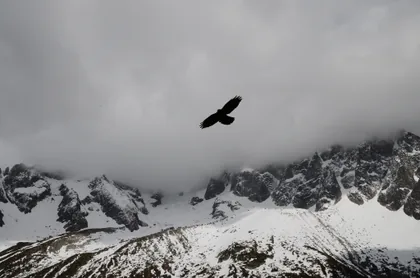 Uccello che si libra sopra le cime innevate