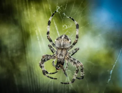 A Spider on Its Web